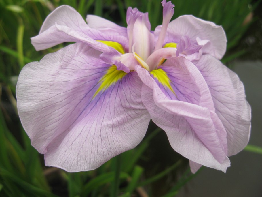 Ирис ensata (сорт 'Eileen's Dream')