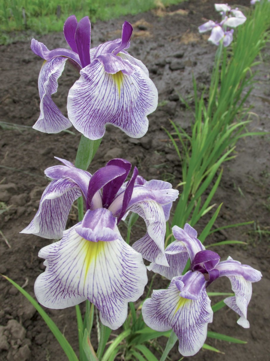 Ирис мечевидный Алтай