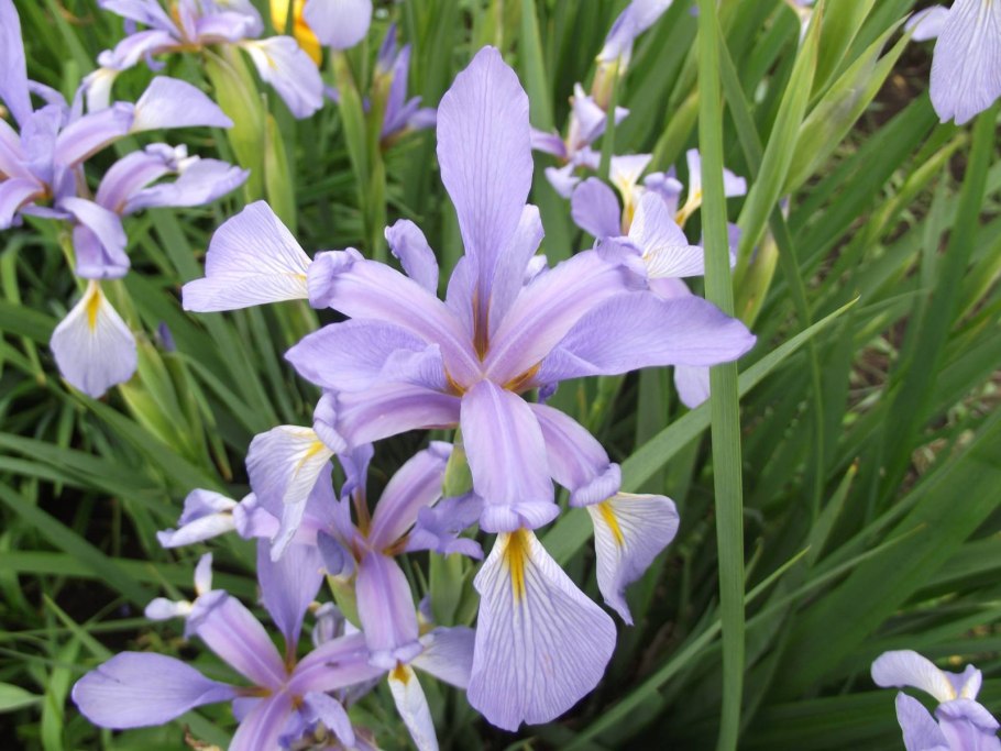 Ирис Момогасуми (японский)