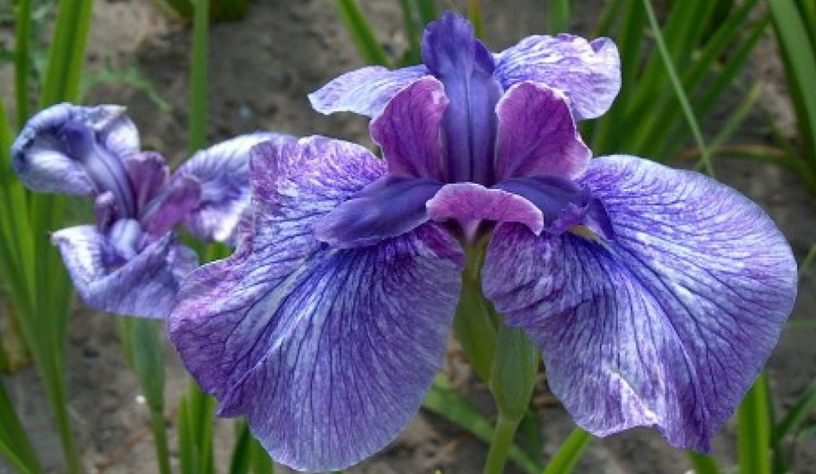 Ирис little Sapphire