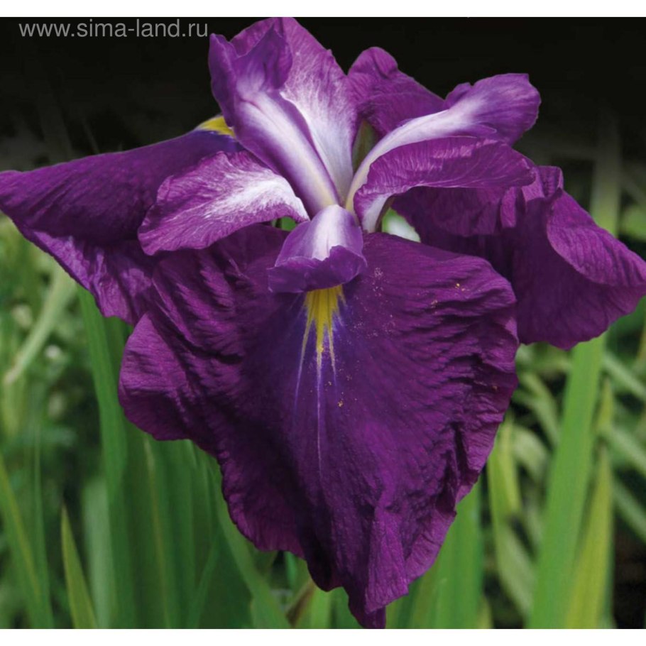 Ирис пёпл Парасол (японский)