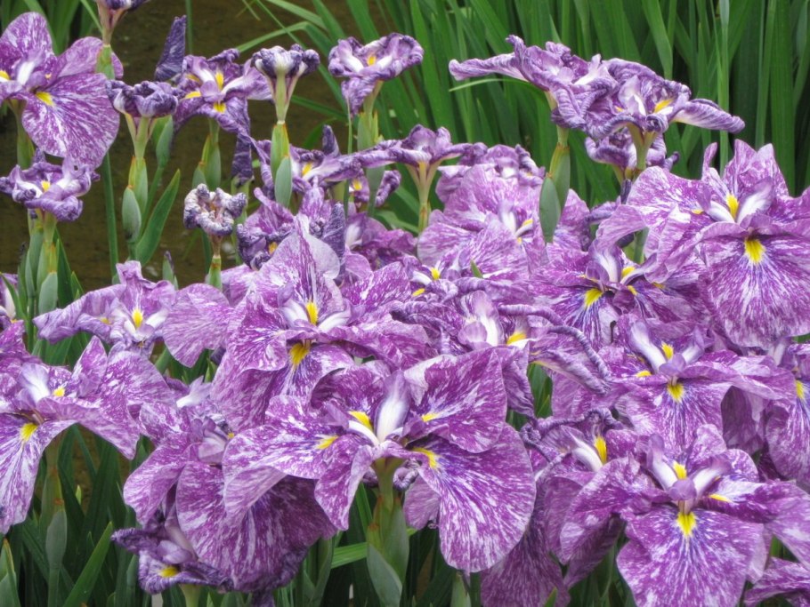 Ирис мечевидный Диннер