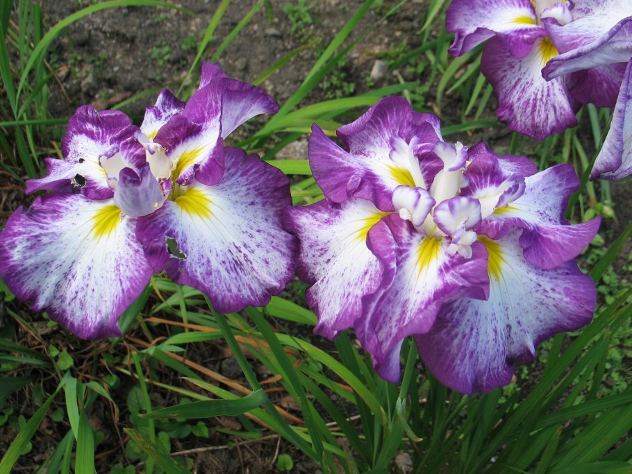 Ирис японский арлекуинеск