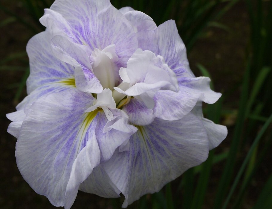 Ирис Сибирский Salamander Crossing