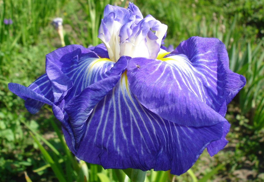 Ирисы Сибирские селекции Долгановой