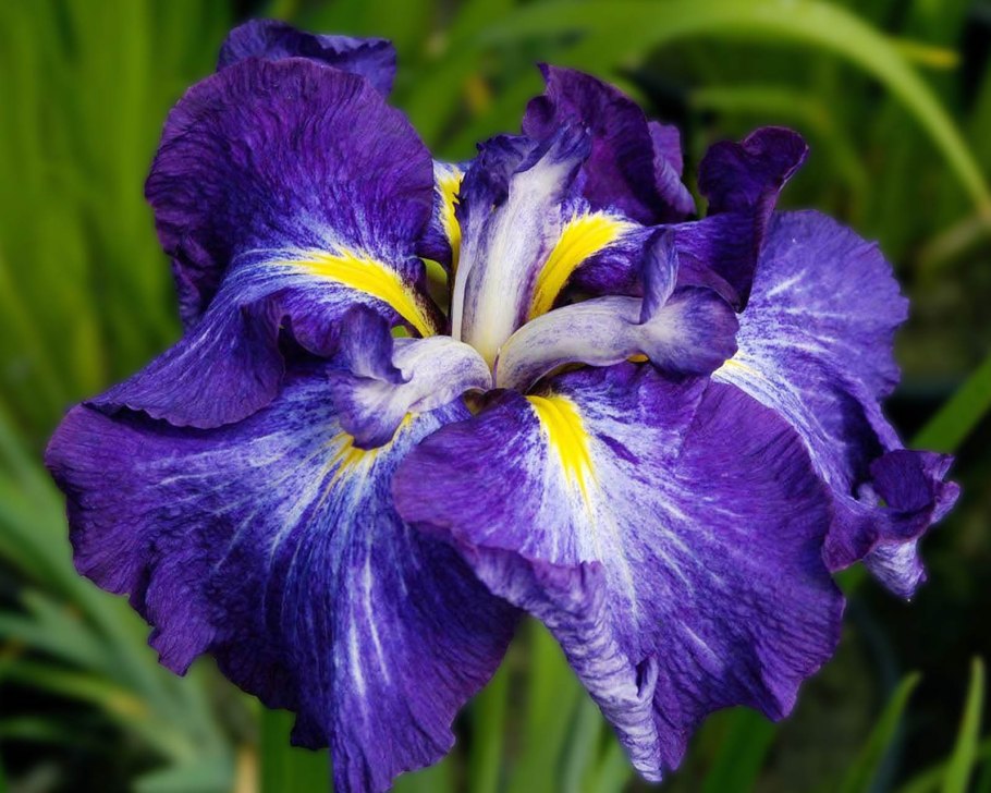 Ирис Сибирский мечевидный