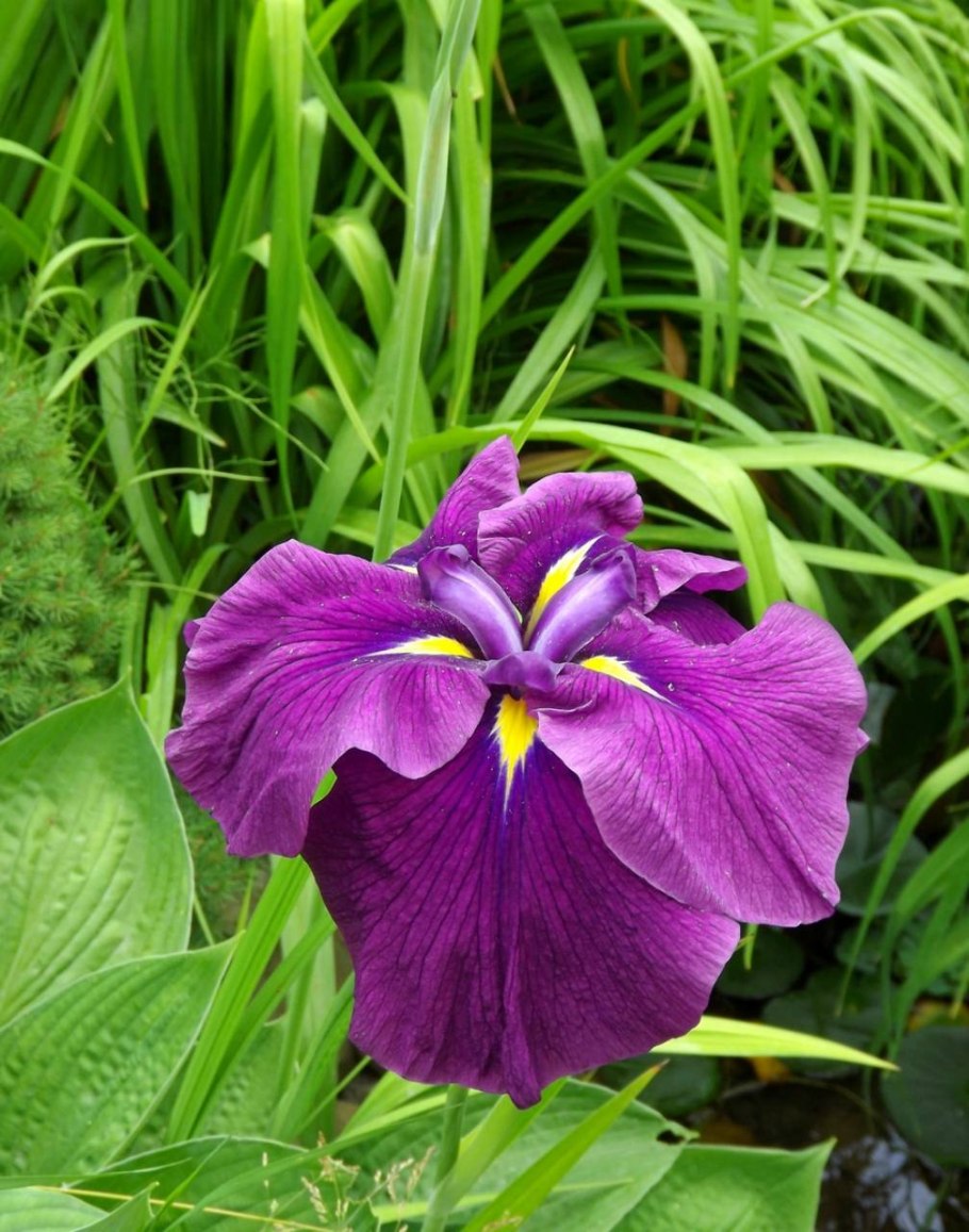 Ирис японский мечевидный