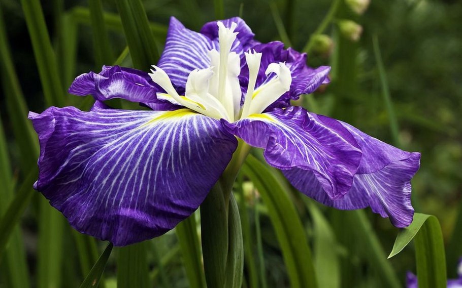 Ирис Сибирский сорт Ленинградец