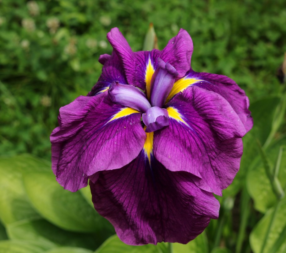 Ирис японский вайн Раффлз