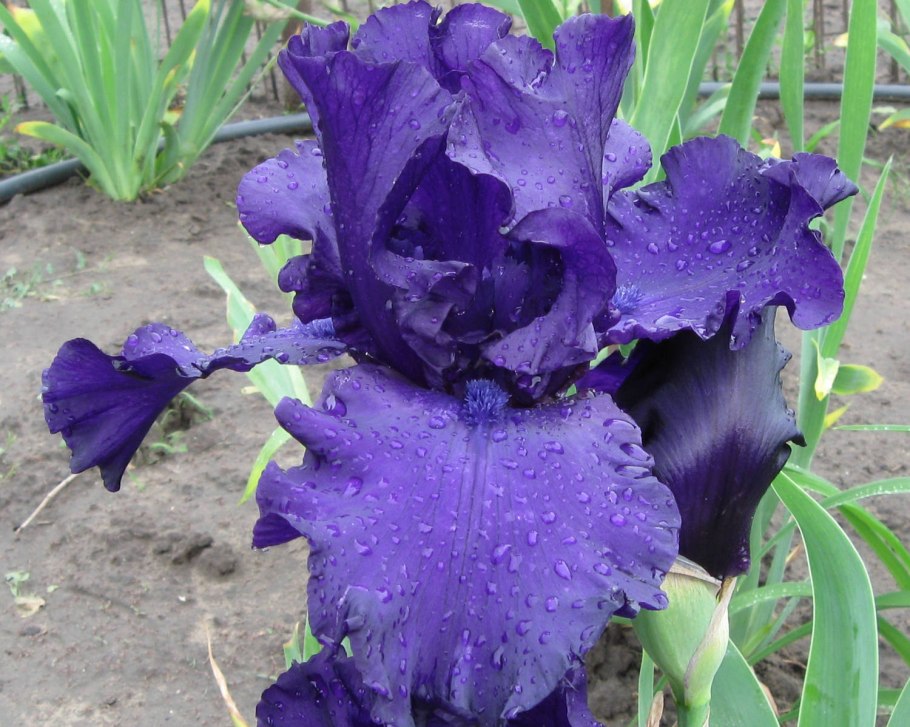Ирис бородатый Ализе