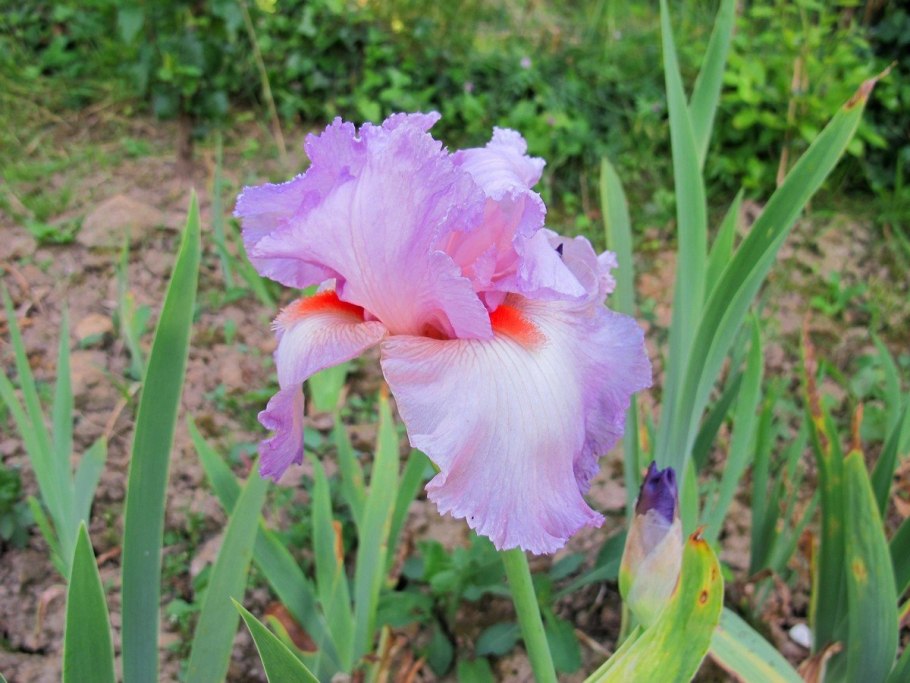 Ирис Пинк хорайзон