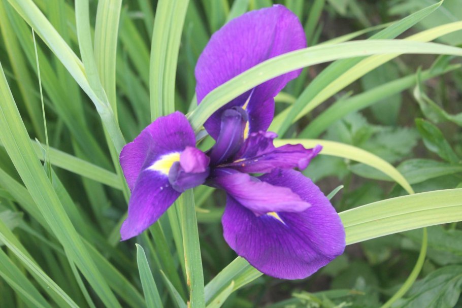 Японский болотный Ирис