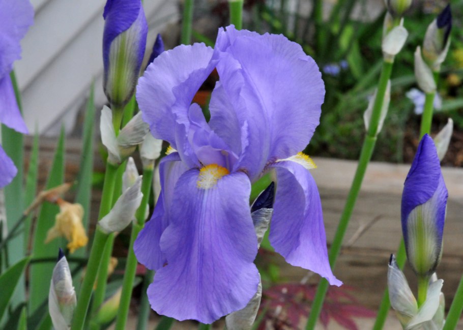 Ирис бородатый Бэбелинг Брук