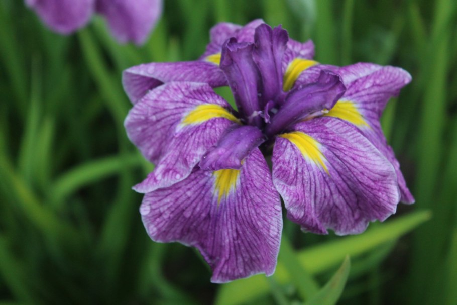 Ирис японский Кристал Хало