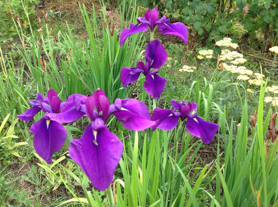 Ирис Сибирский мечевидный