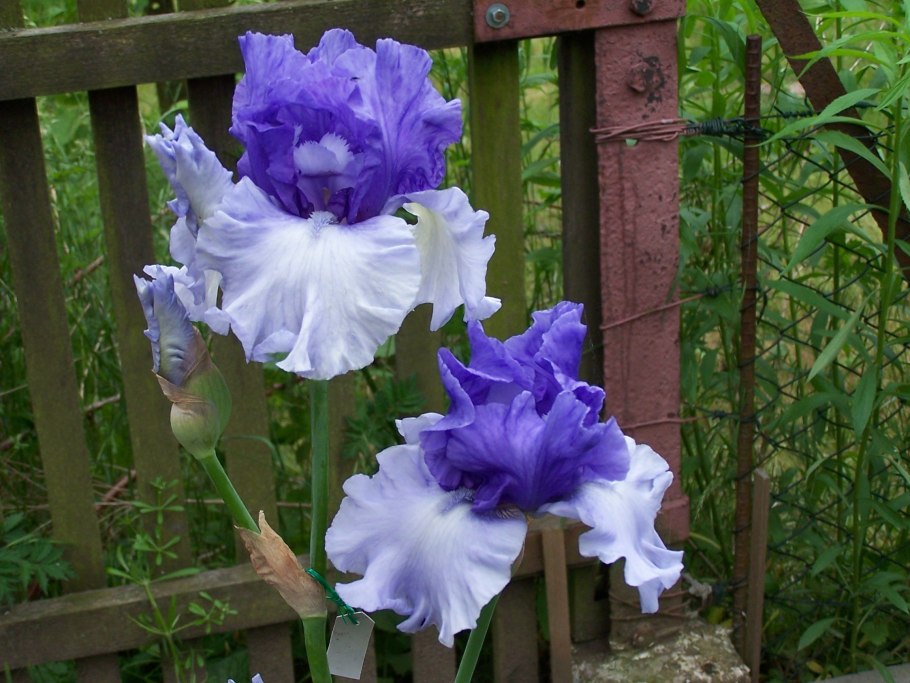 Ирис Краун Хедс