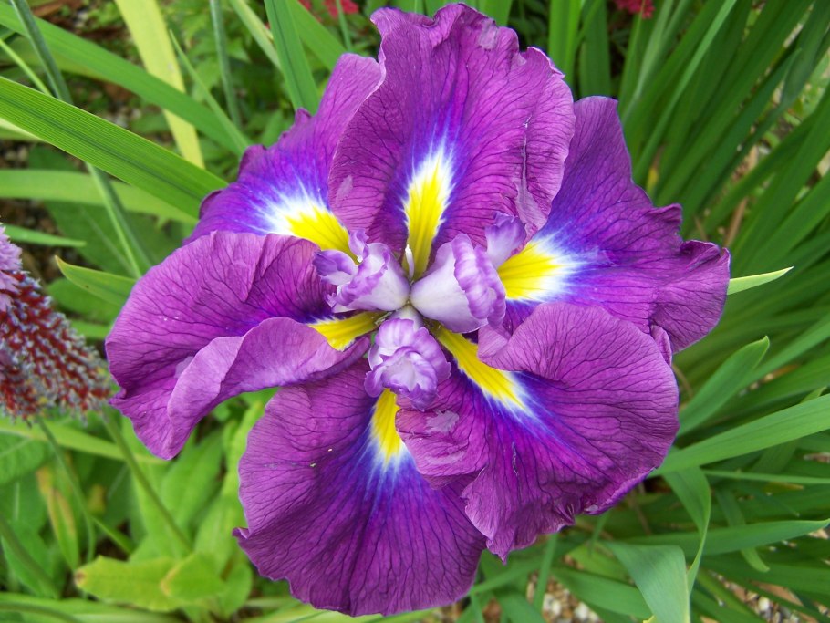 Ирис японский Аугуст Эмперор (August Emperor)