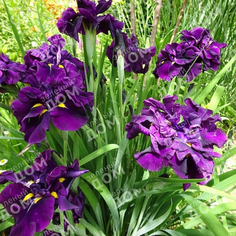 Ирис мечевидный Эйлинс Дрим
