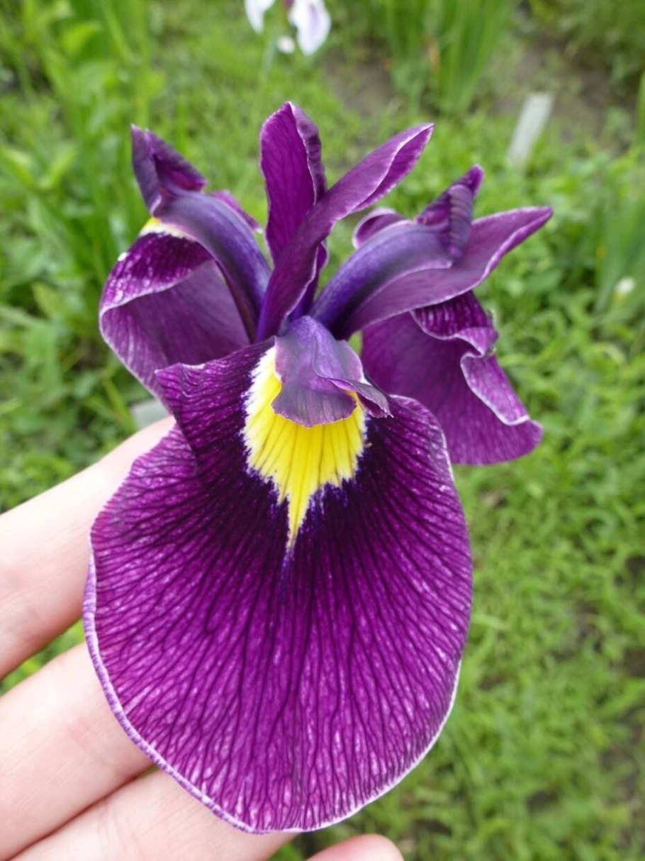 Ирис пёпл Парасол (японский)