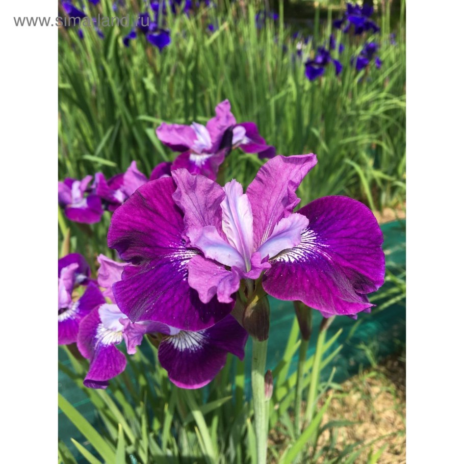 Ирис Сибирский Lady Vanessa