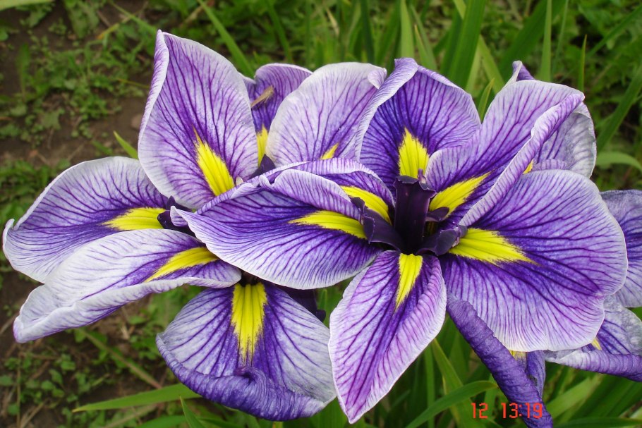 Ирис мечевидный сорт «Алтай»