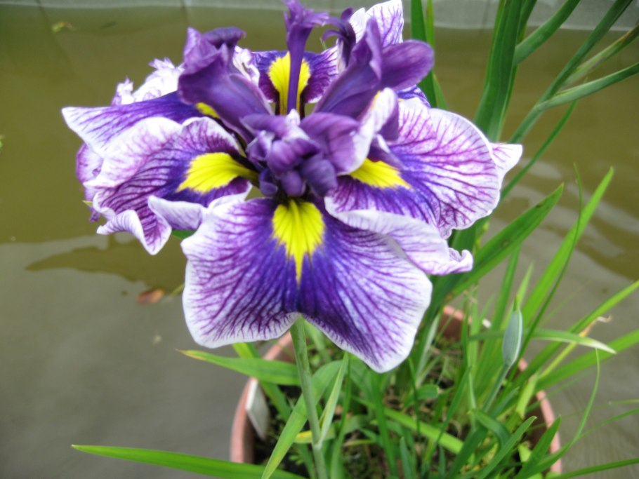 Л. Миронова ирисы энсата Iris ensata