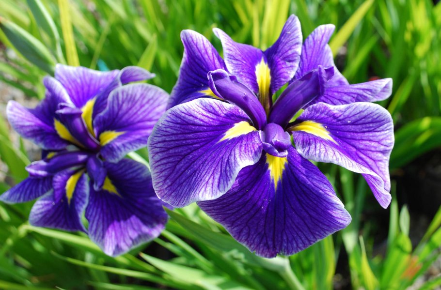 Ирис японский Кристал Хало