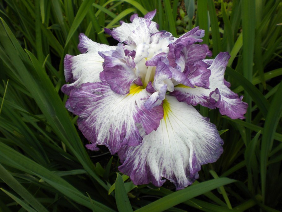 Ирис Диннер Плейт