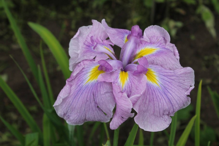 Ирис Сибирский кита-но-сейдза
