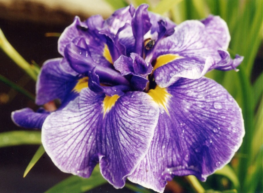 Ирис ensata (сорт 'oriental Eyes')