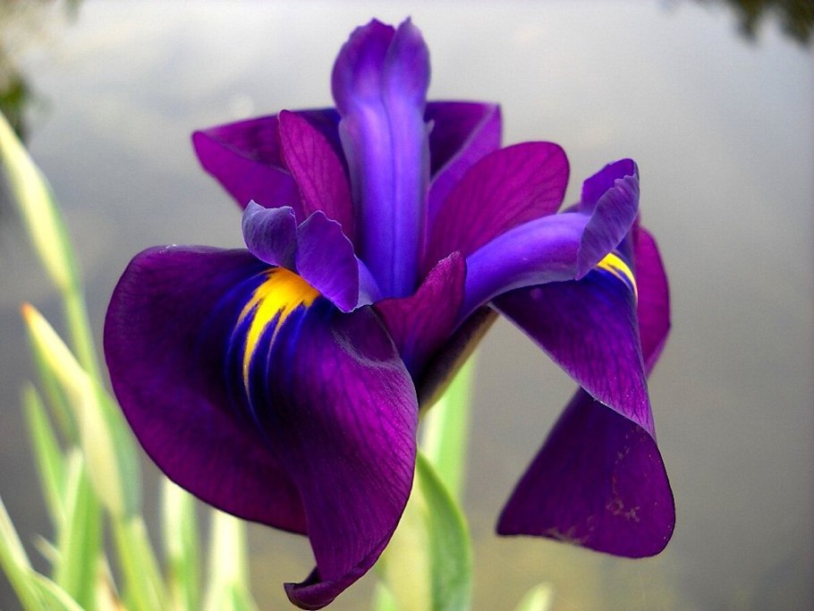 Касатик (Ирис) мечевидный