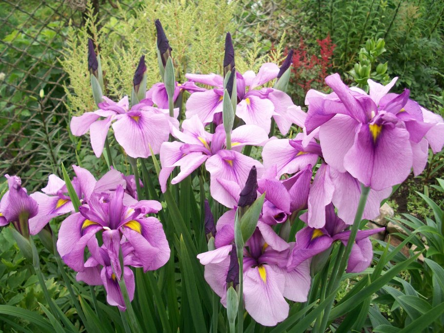 Ирис ensata (сорт 'Eileen's Dream')