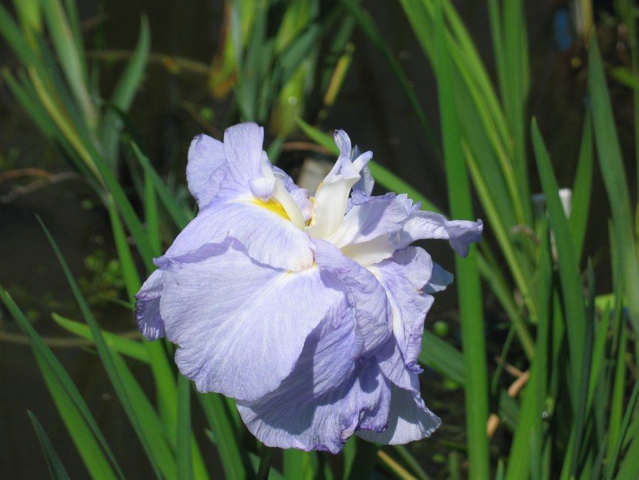 Ирис ensata (сорт 'Eileen's Dream')