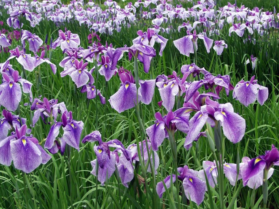 Ирис Момогасуми (японский)