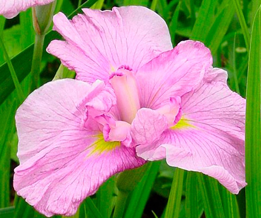 Ирис мечевидный Фортуна