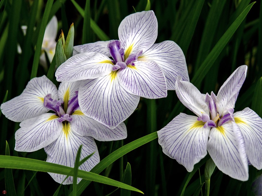 Ирис мечевидный Энджел Маунтин