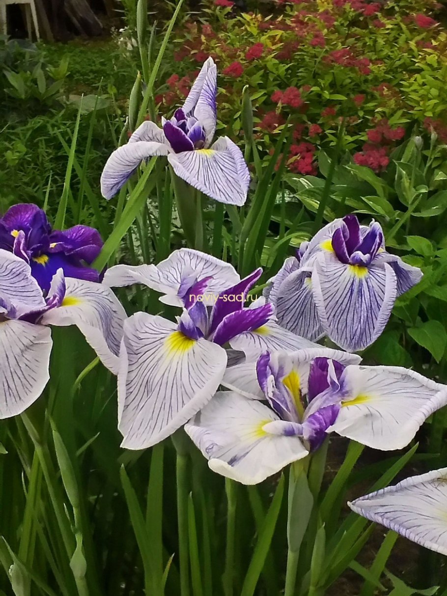Ирис мечелистный (Iris ensata &#96;Wave Action&#96;)