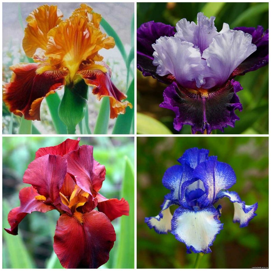 Ирис бородатый микс