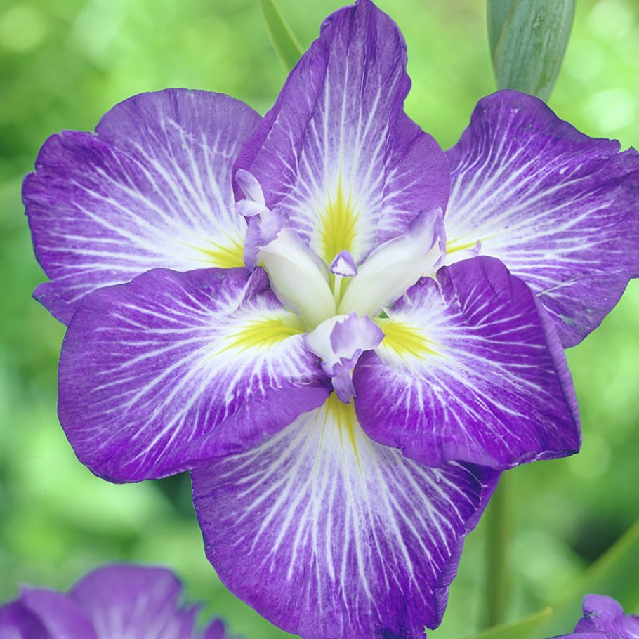 Ирис мечевидный