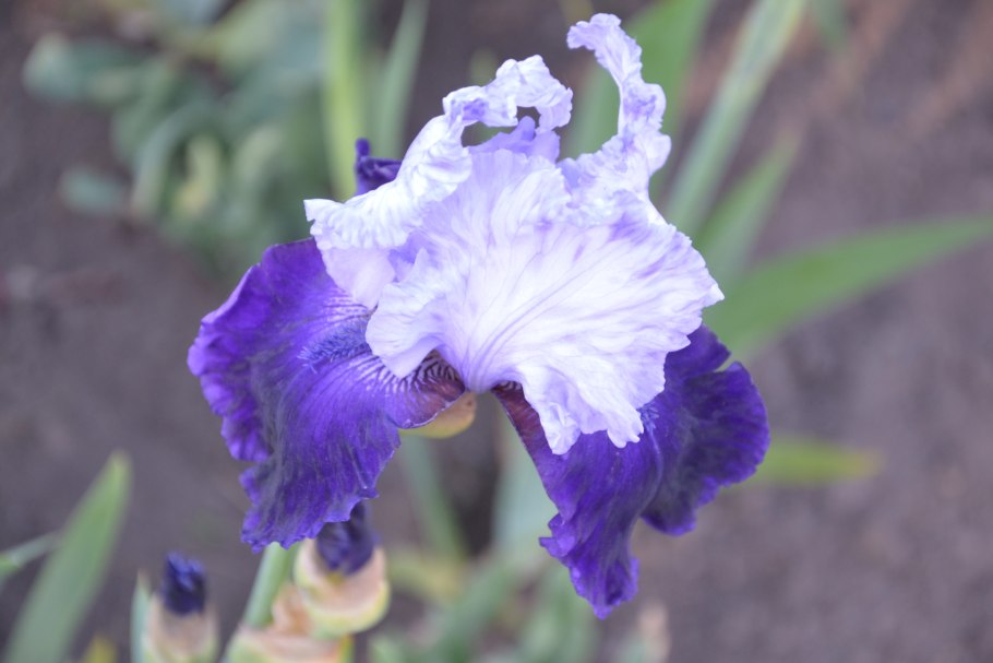 Ирис японский посадка