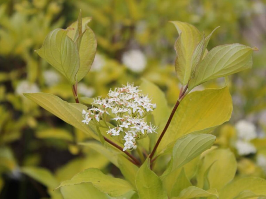 Дерен белый (Cornus Alba `Aurea`)