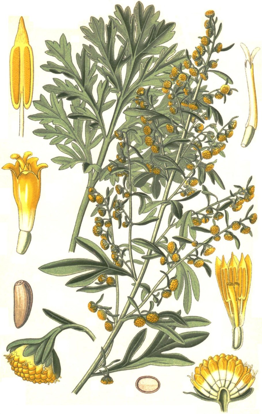 Полынь горькая Artemisia absinthium l.