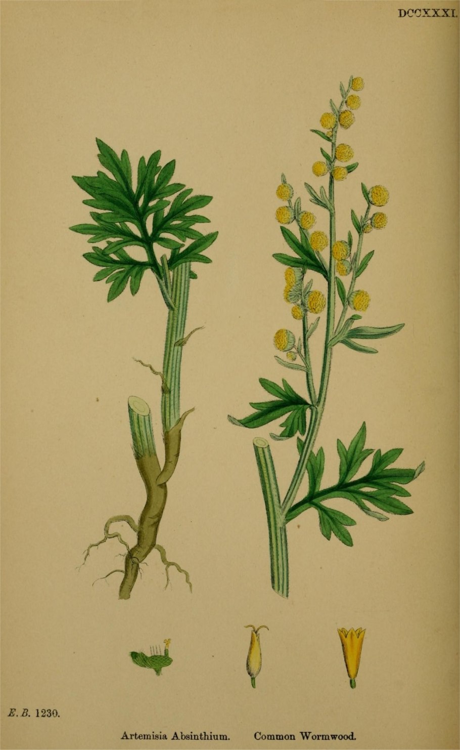 Artemisia absinthium ботаника