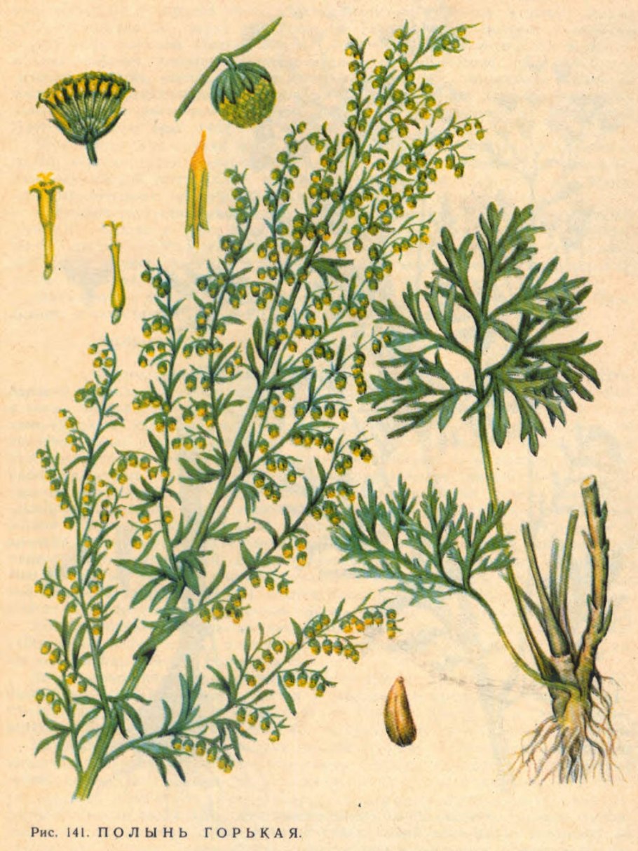 Полынь горькая Фармакогнозия
