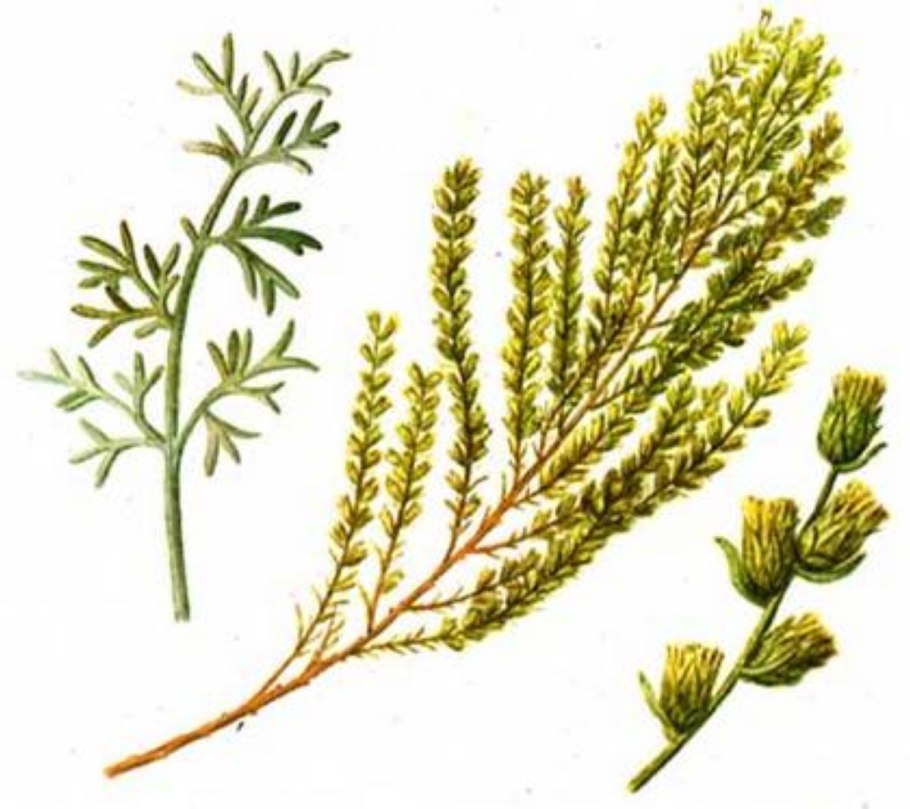 Полынь цитварная (Artemisia Cina)