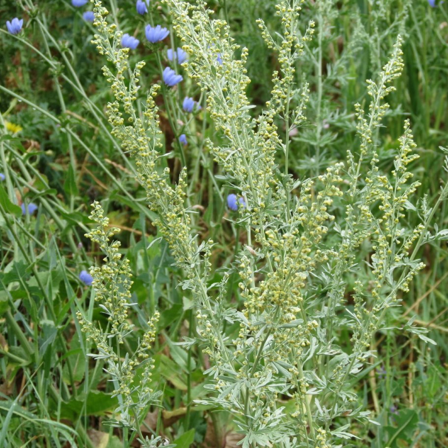 Полынь горькая