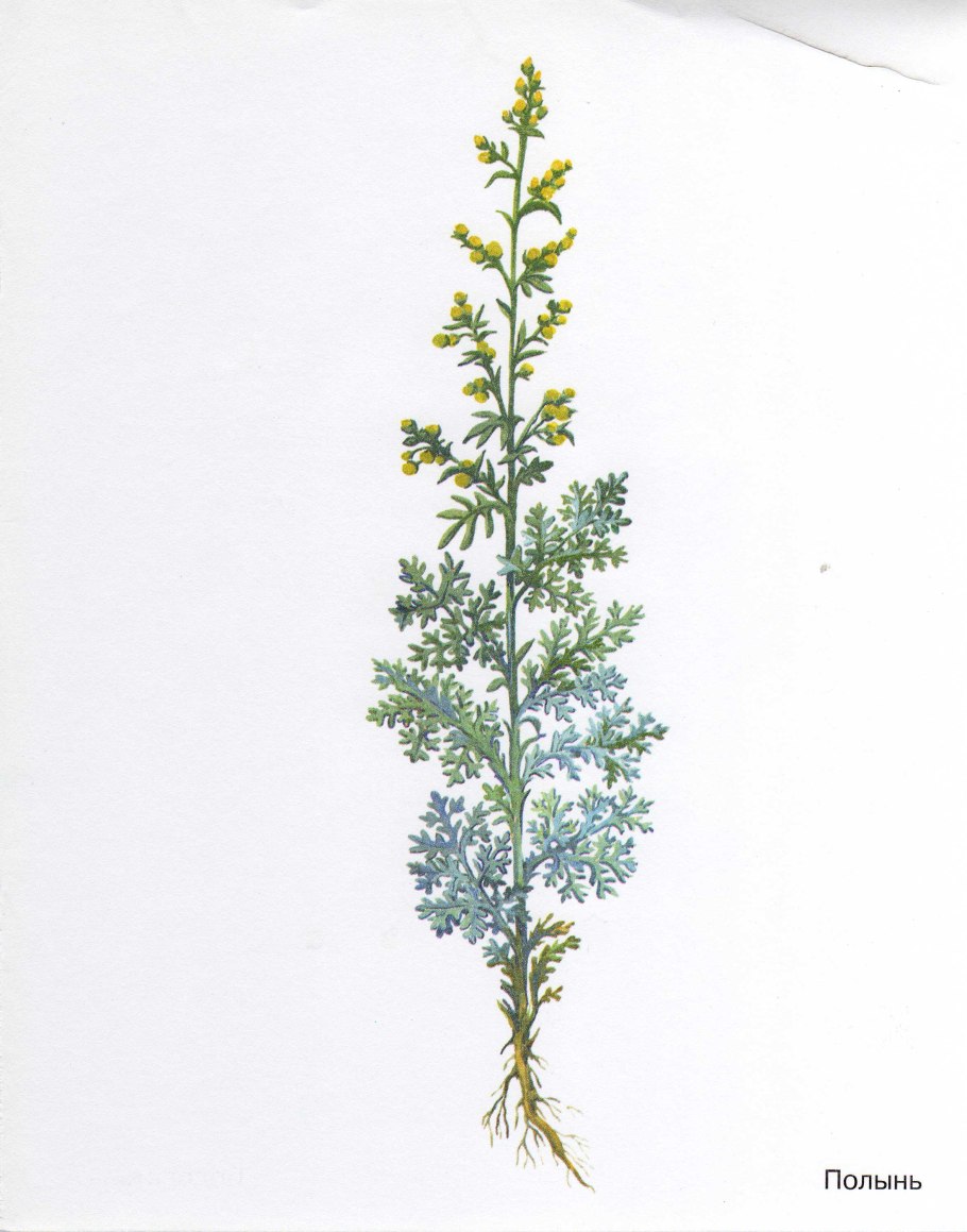 Artemisia Pontica