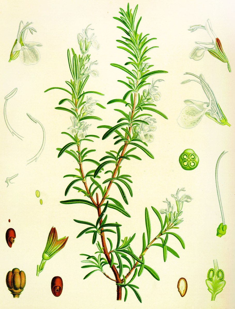 Пижма обыкновенная