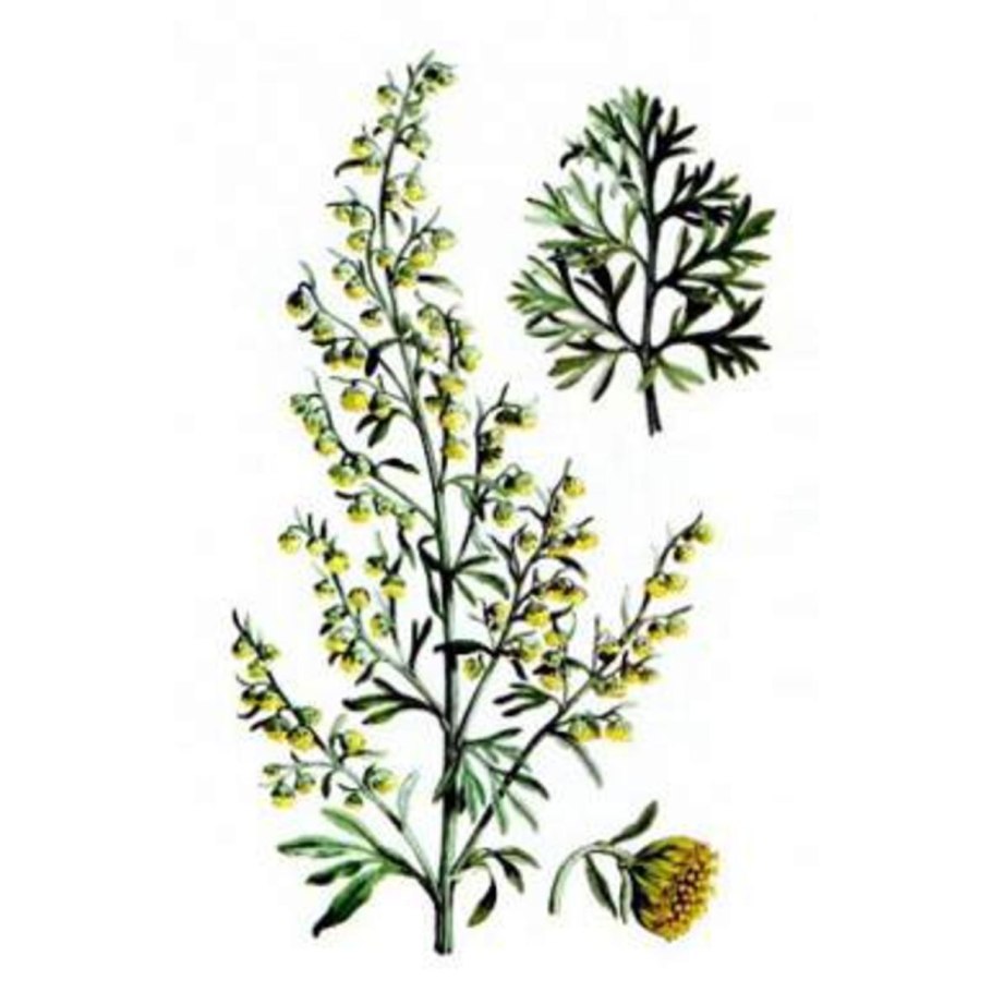 ЛРС Полынь обыкновенная