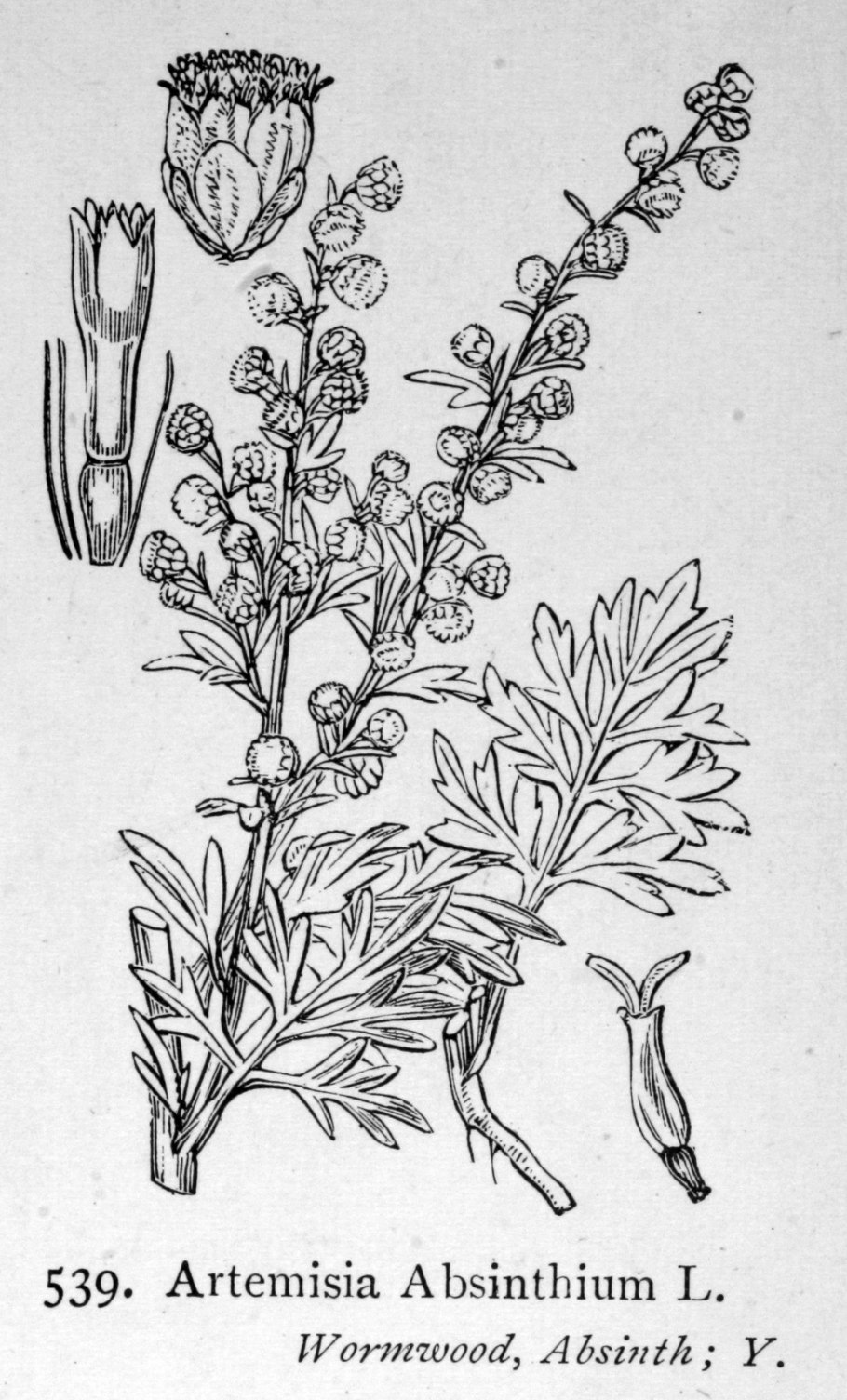 Полынь горькая Ботаническая иллюстрация